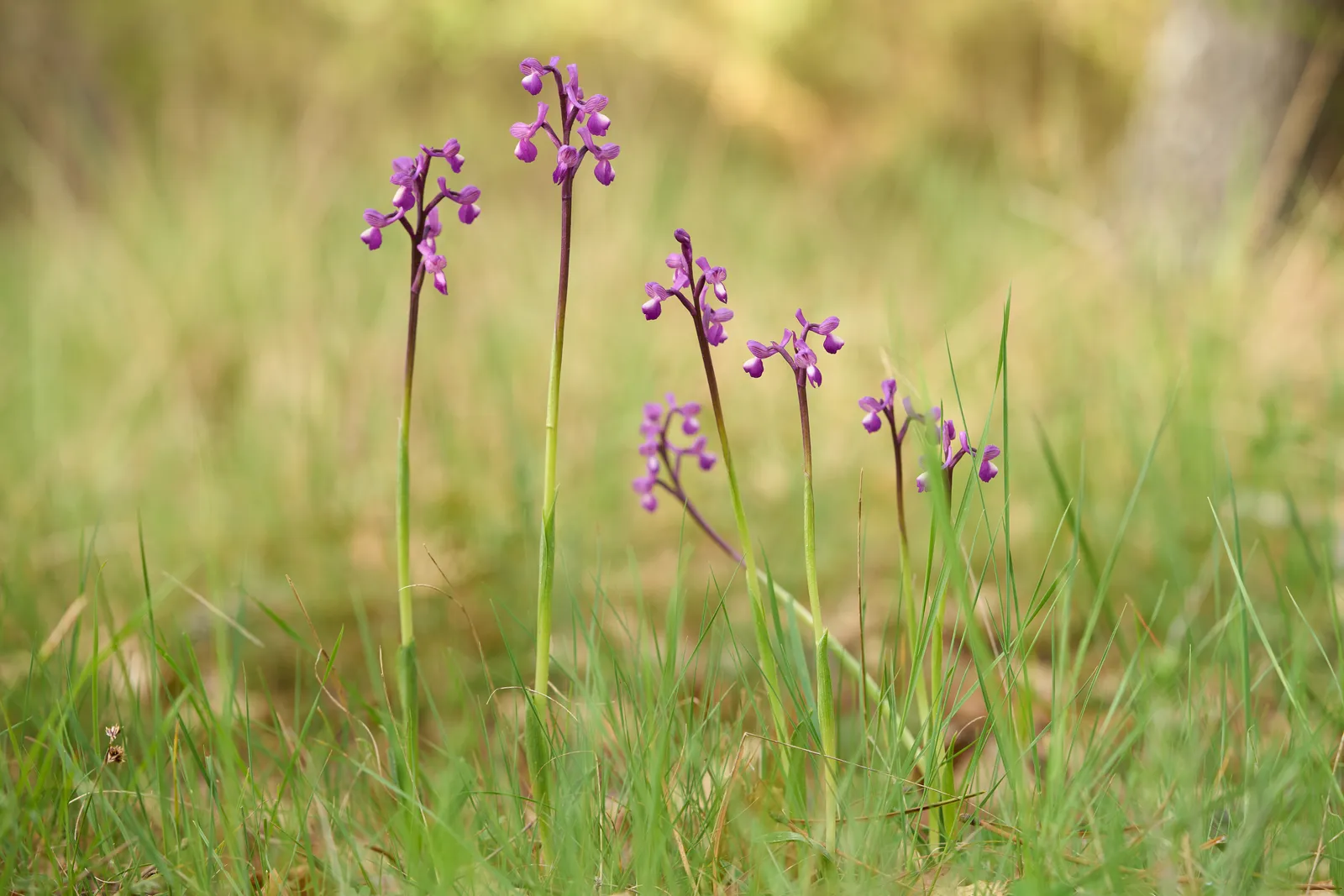 Anacamptis champagneuxii