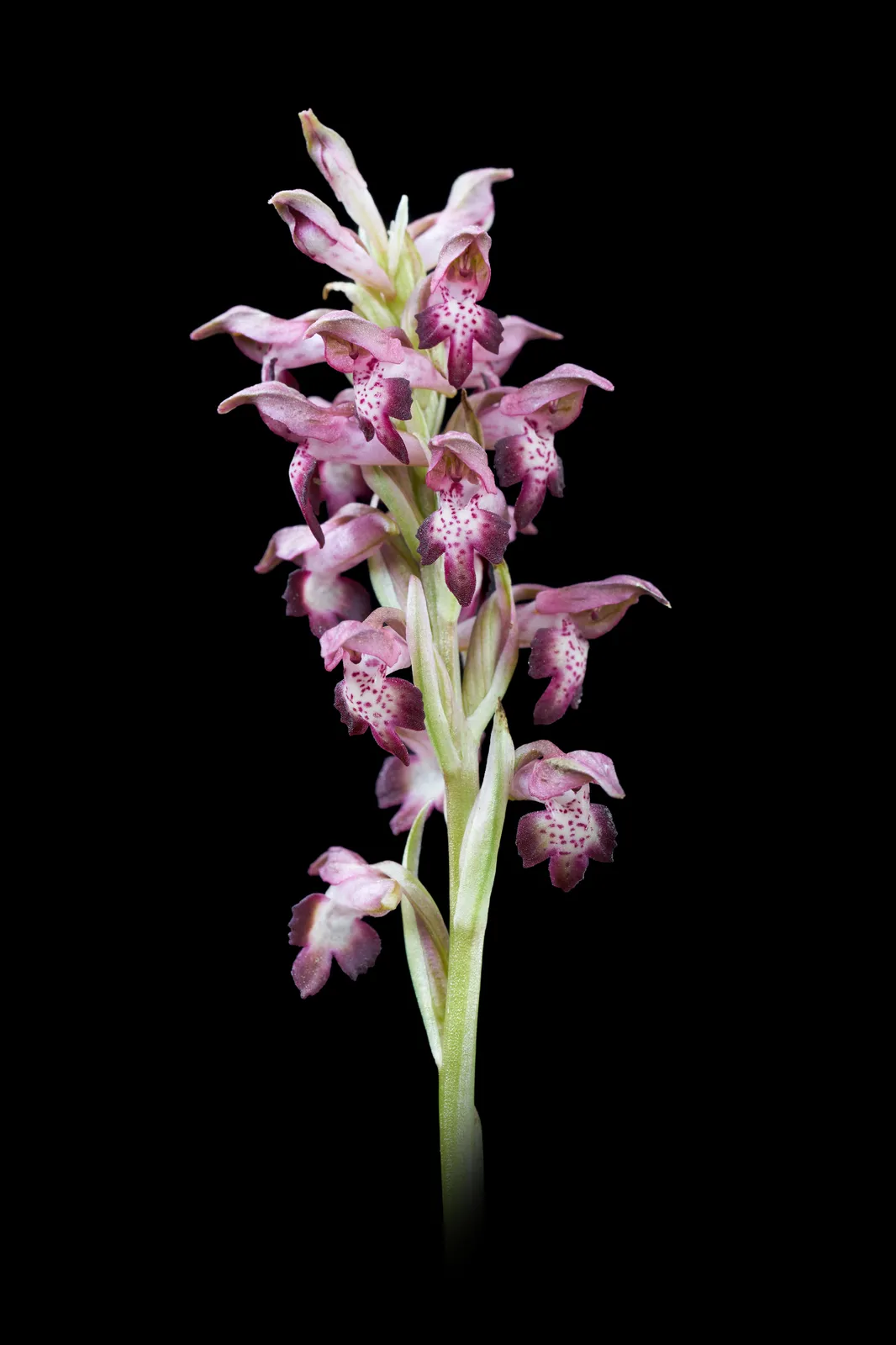 Anacamptis coriophora