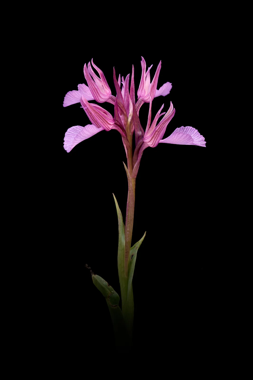 Anacamptis papilionacea