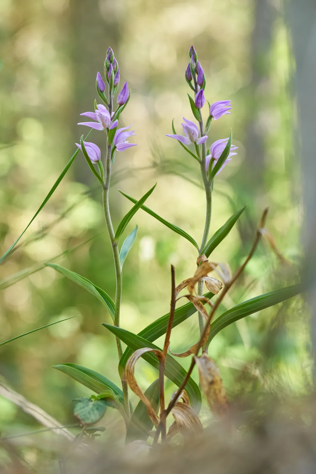 Cephalanthera rubra