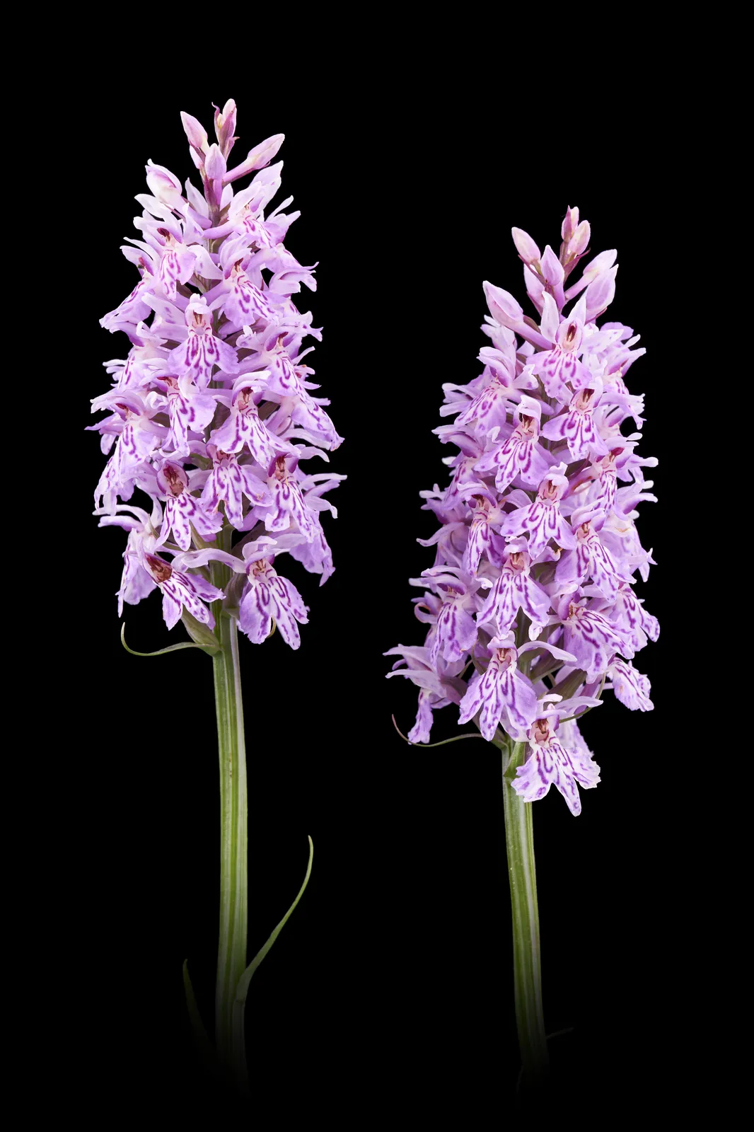 Dactylorhiza fuchsii