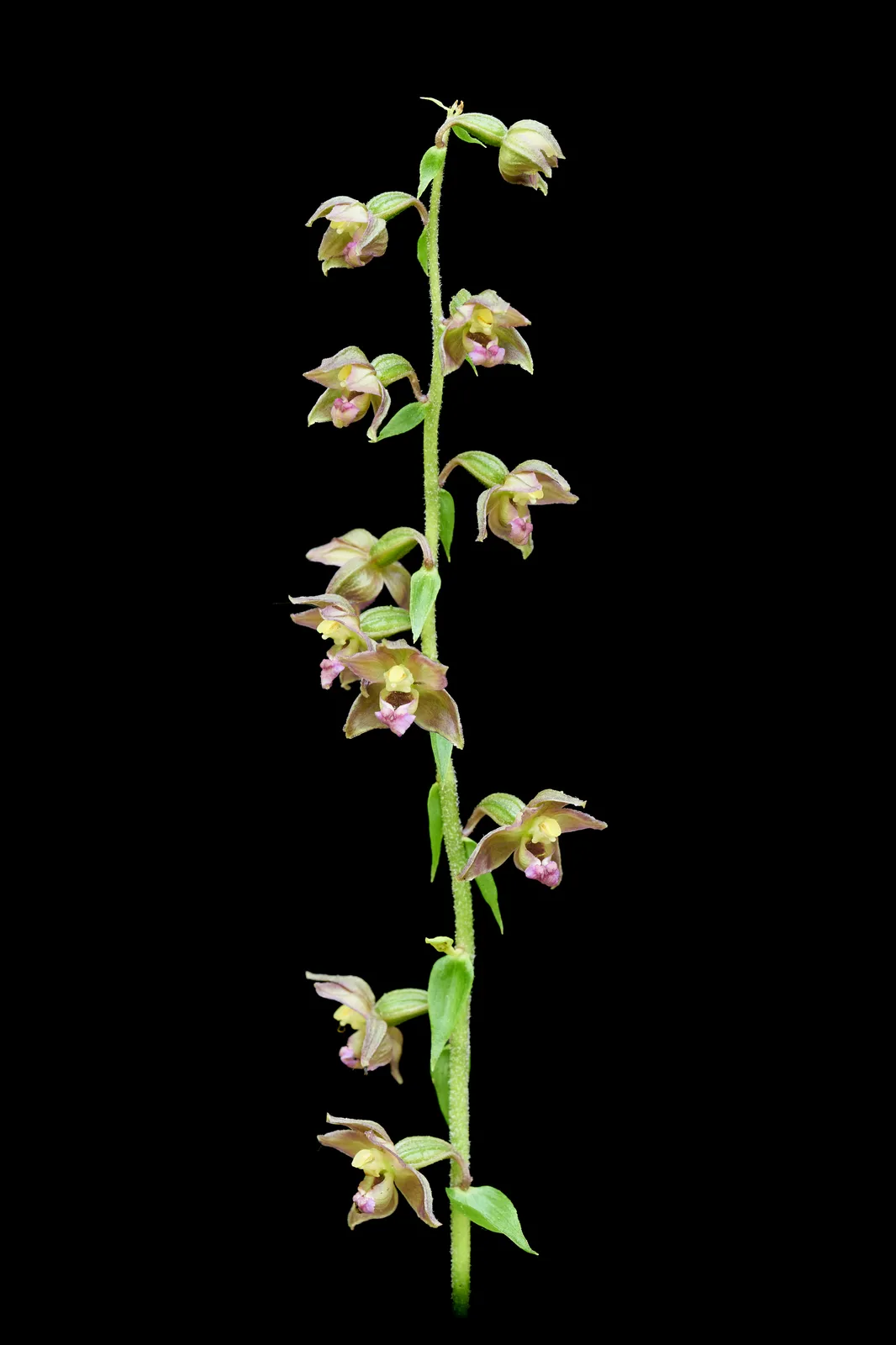 Epipactis helleborine