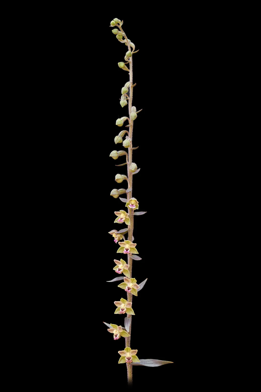 Epipactis kleinii