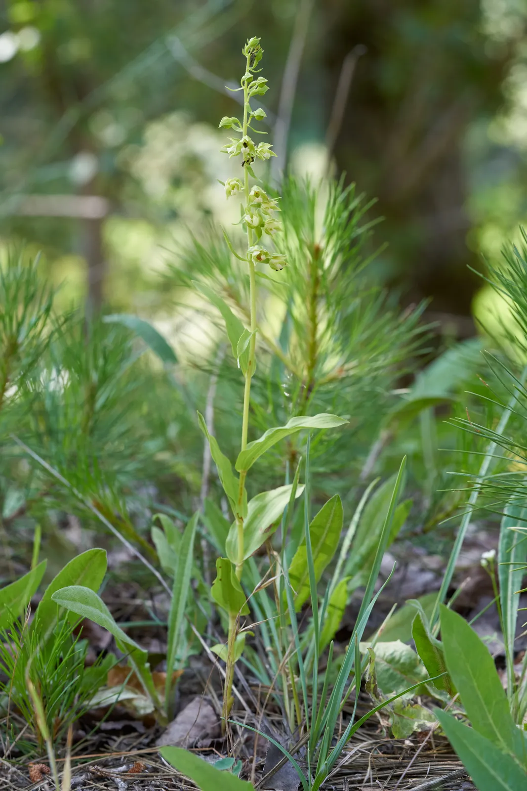 Epipactis rhodanensis