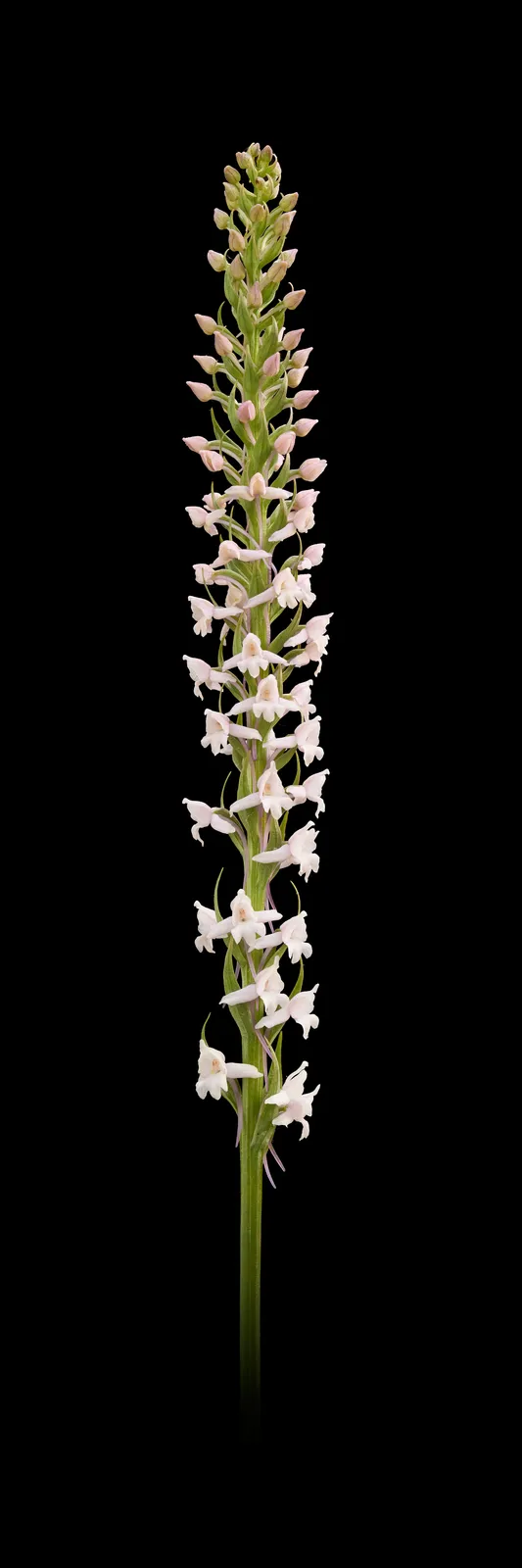 Gymnadenia conopsea