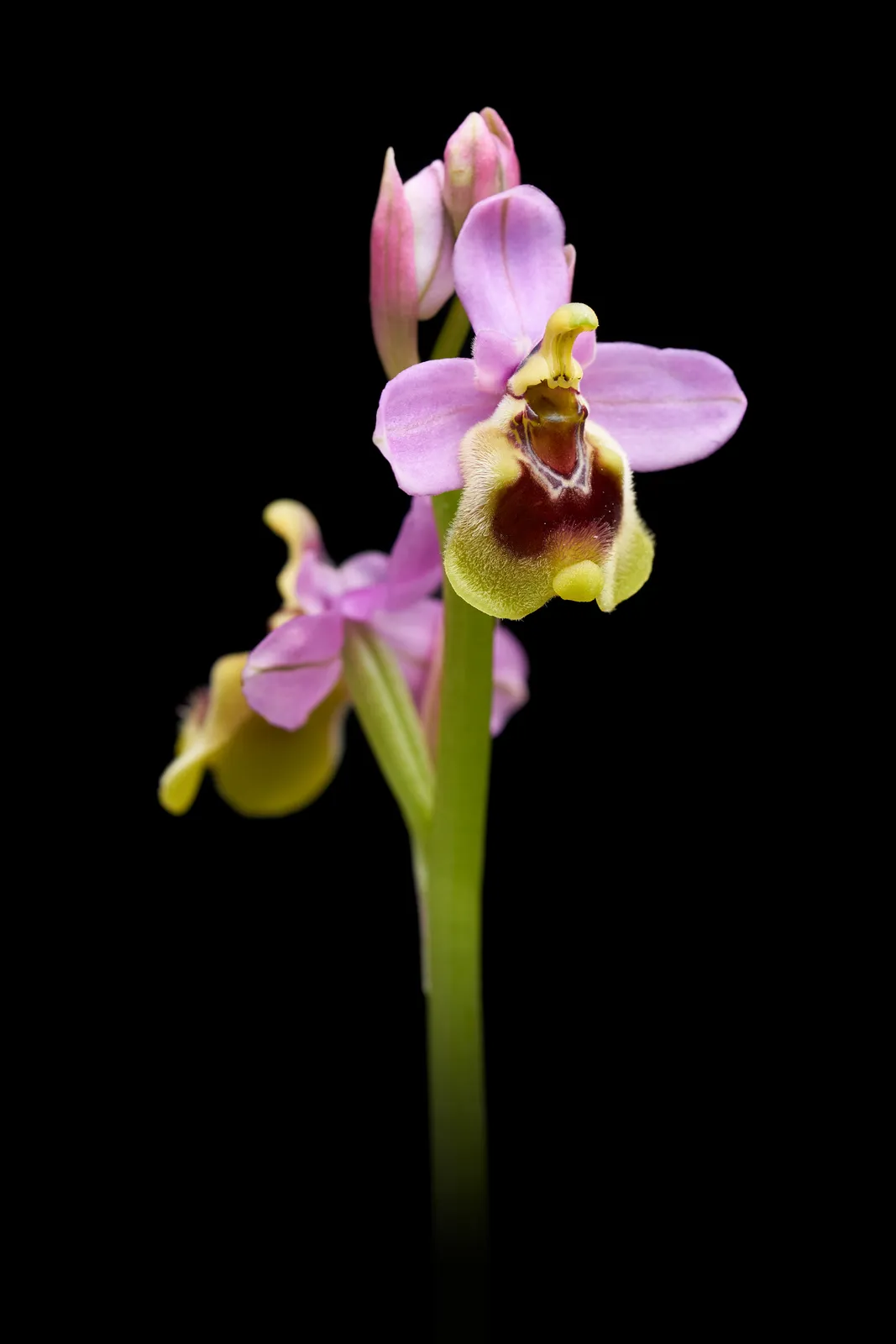 Ophrys ficalhoana