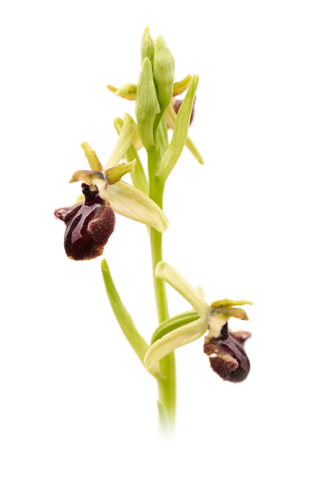 Ophrys incubacea