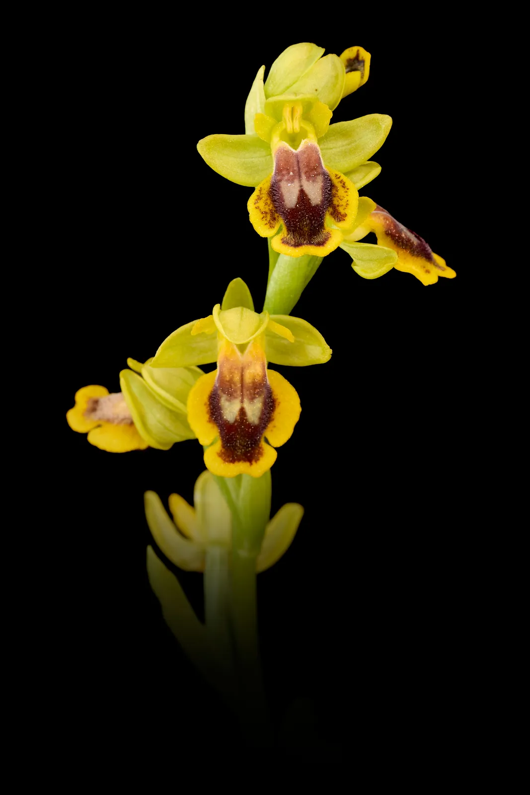 Ophrys lutea