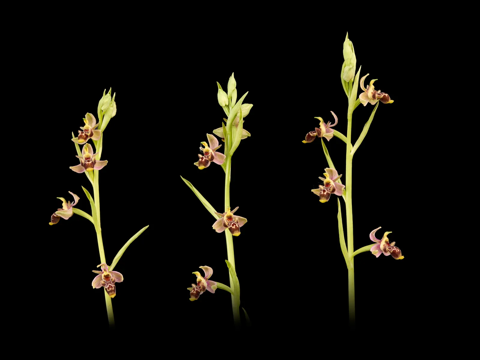 Ophrys picta