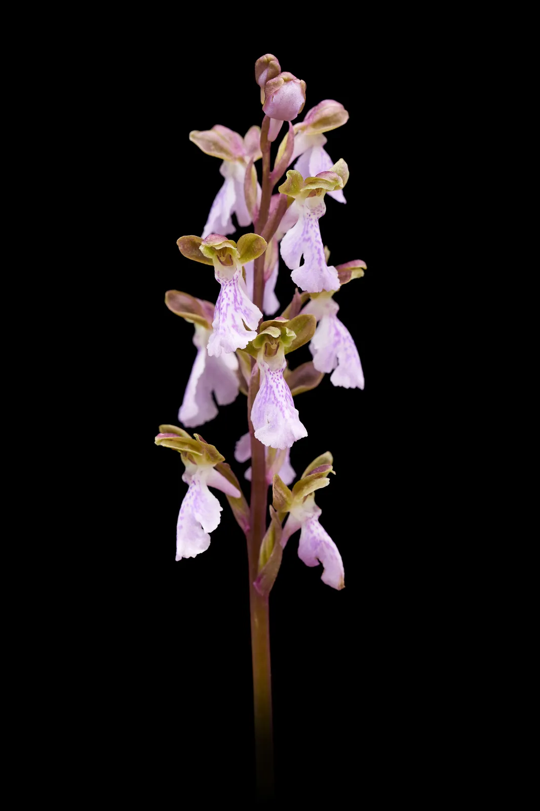 Orchis cazorlensis
