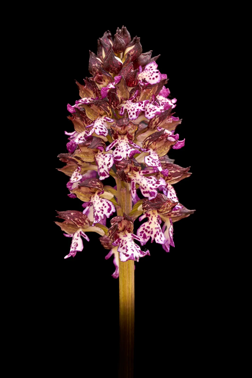 Orchis purpurea