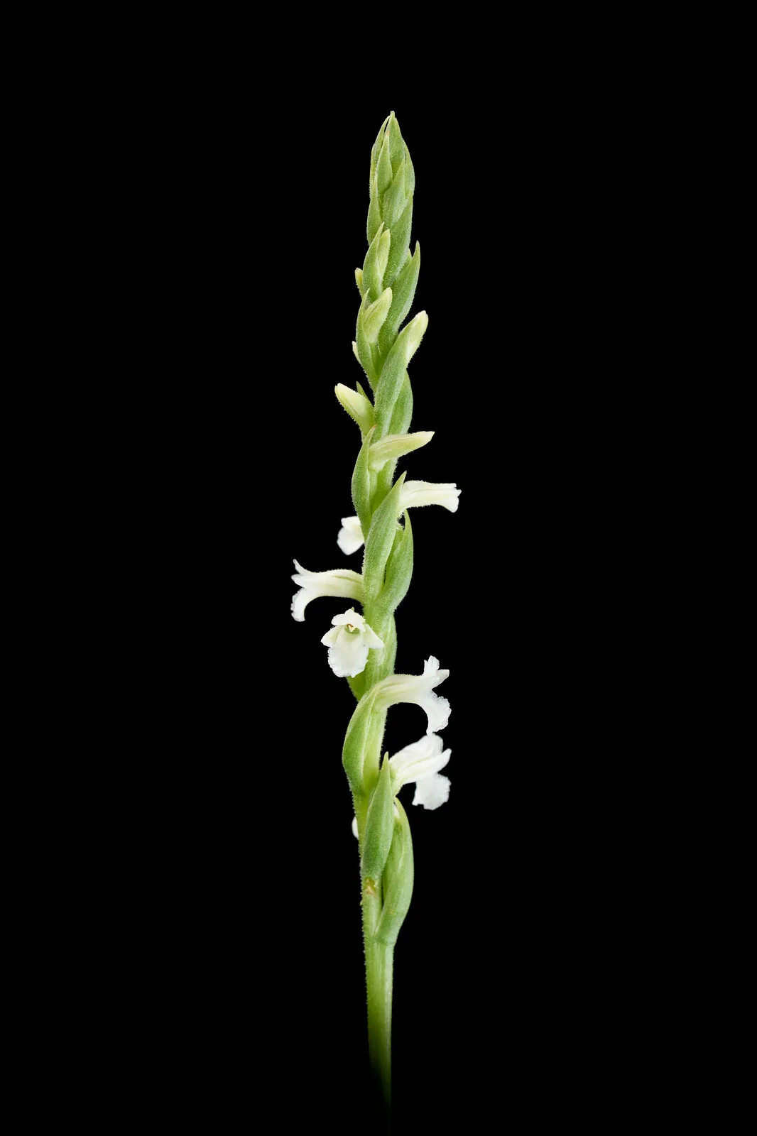 Spiranthes aestivalis